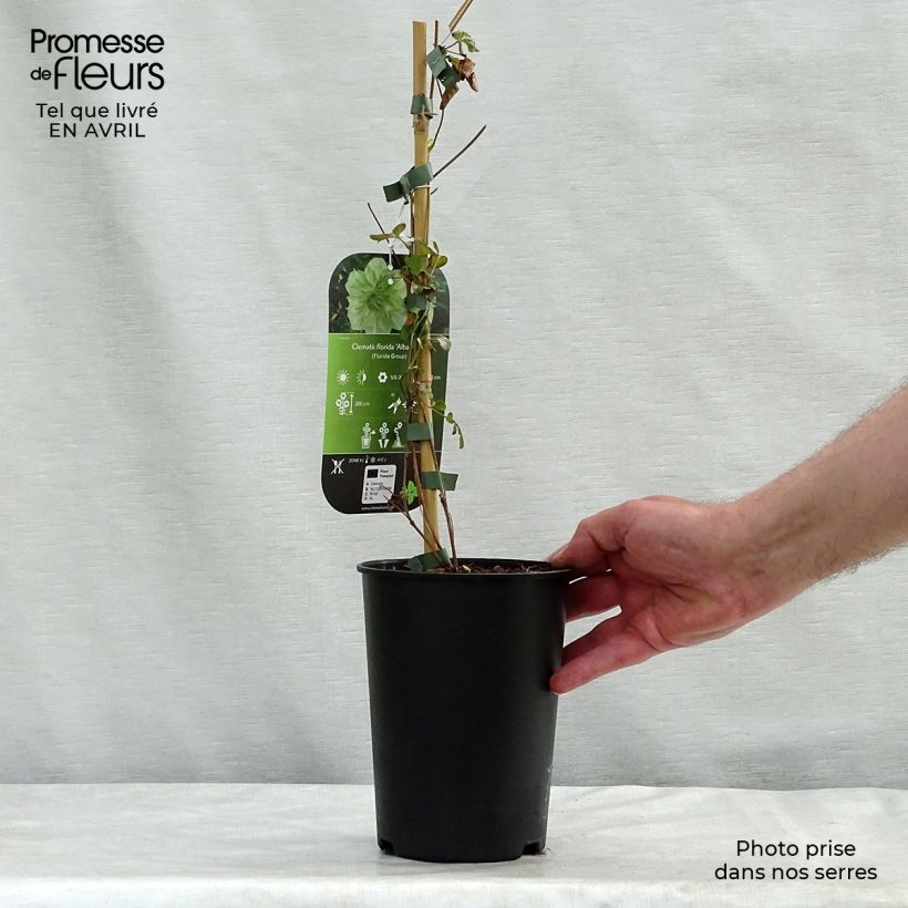 Exemplar von Clematis florida alba plena - Waldrebe Topf mit 2L/3L wie im Frühjahr geliefert