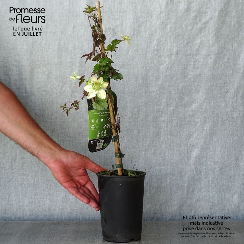 Exemplar von Clematis florida alba plena - Waldrebe Topf mit 2L/3L wie im Sommer geliefert