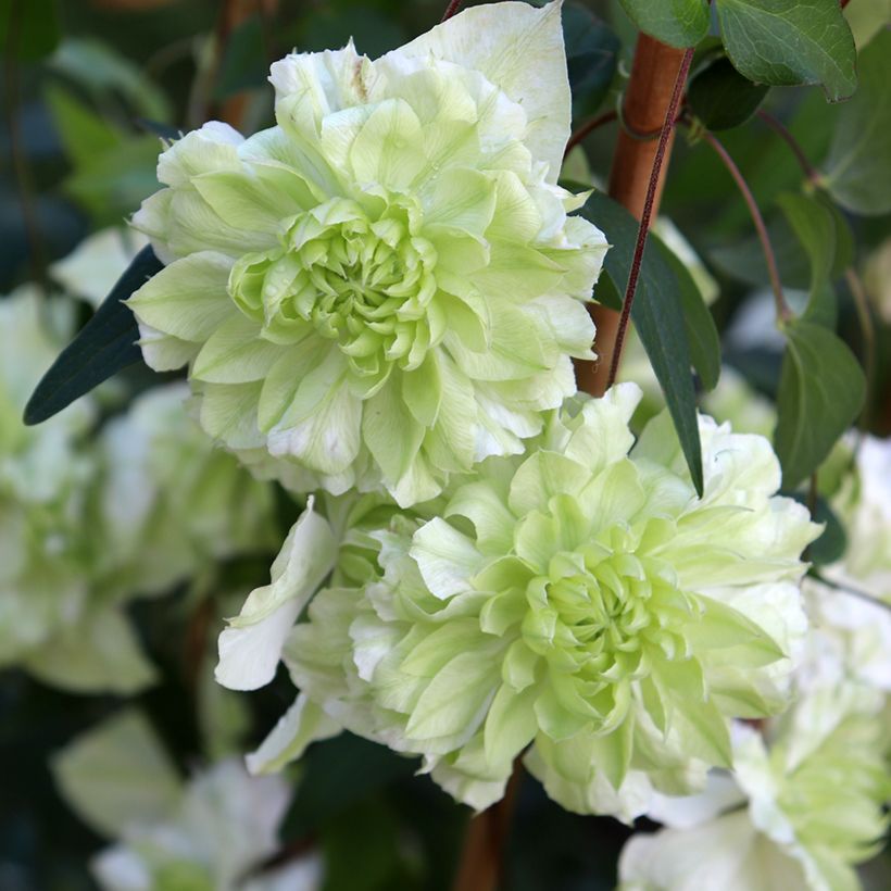 Clematis florida alba plena - Waldrebe (Flowering)