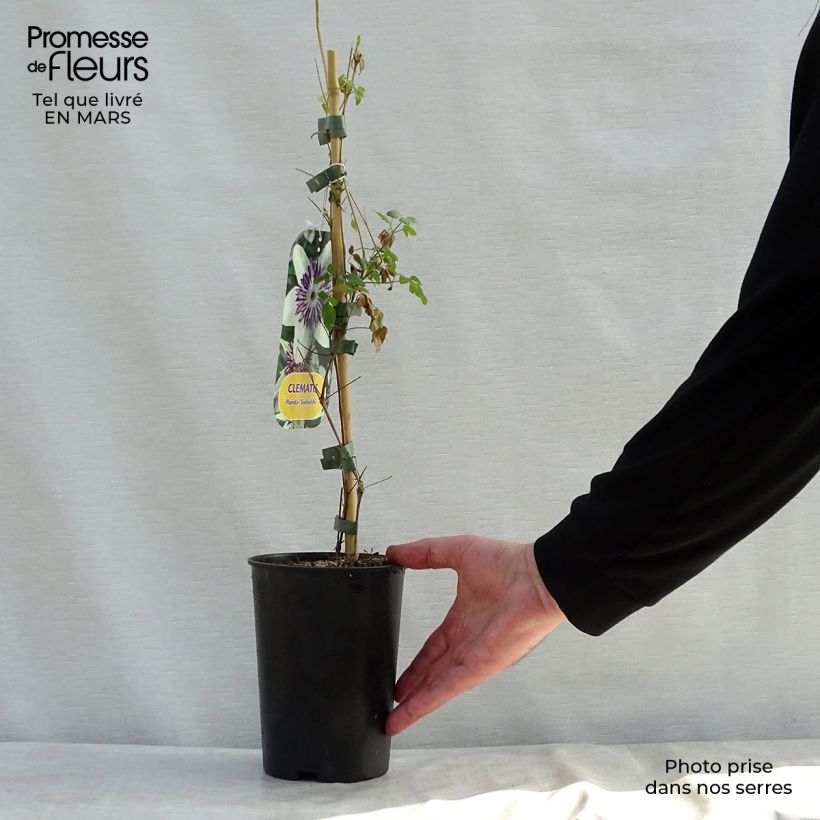 Exemplar von Clematis florida Sieboldii - Waldrebe Topf mit 2L/3L wie im Frühjahr geliefert