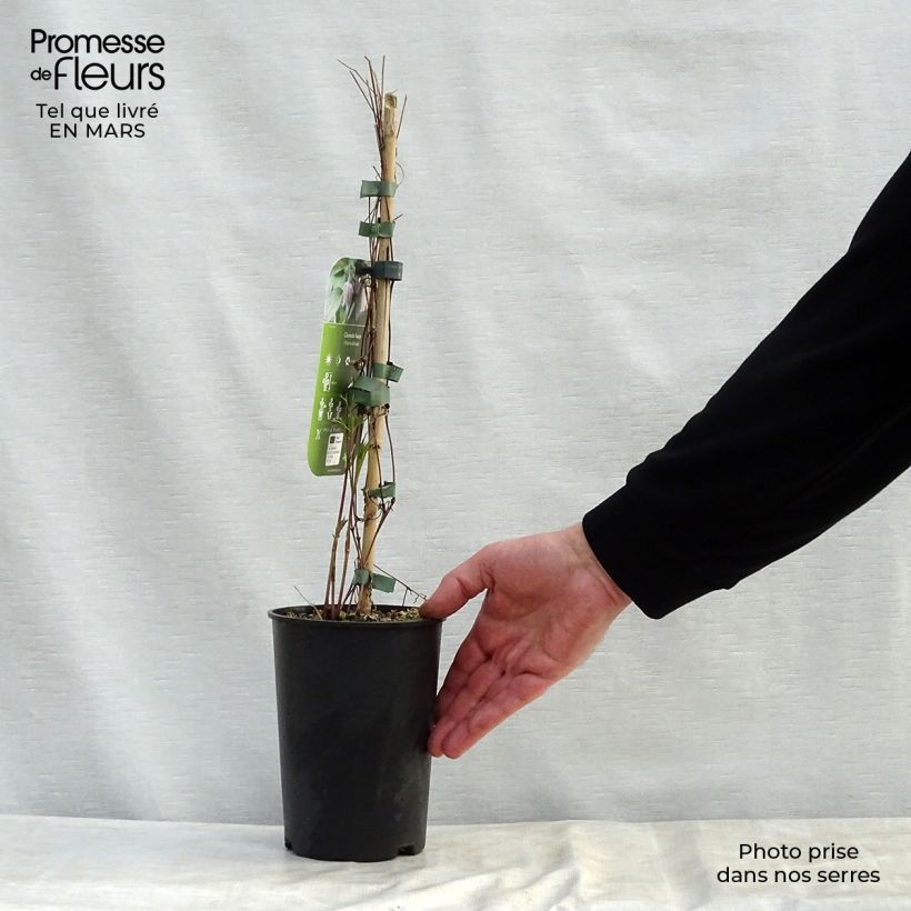 Exemplar von Clematis fusca - Waldrebe Topf mit 2L/3L wie im Frühjahr geliefert