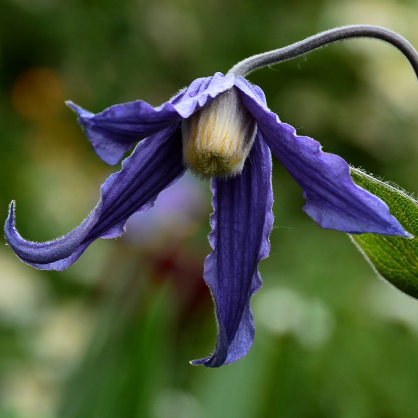 Clematis integrifolia Baby Blue - Stauden-Waldrebe (Flowering)