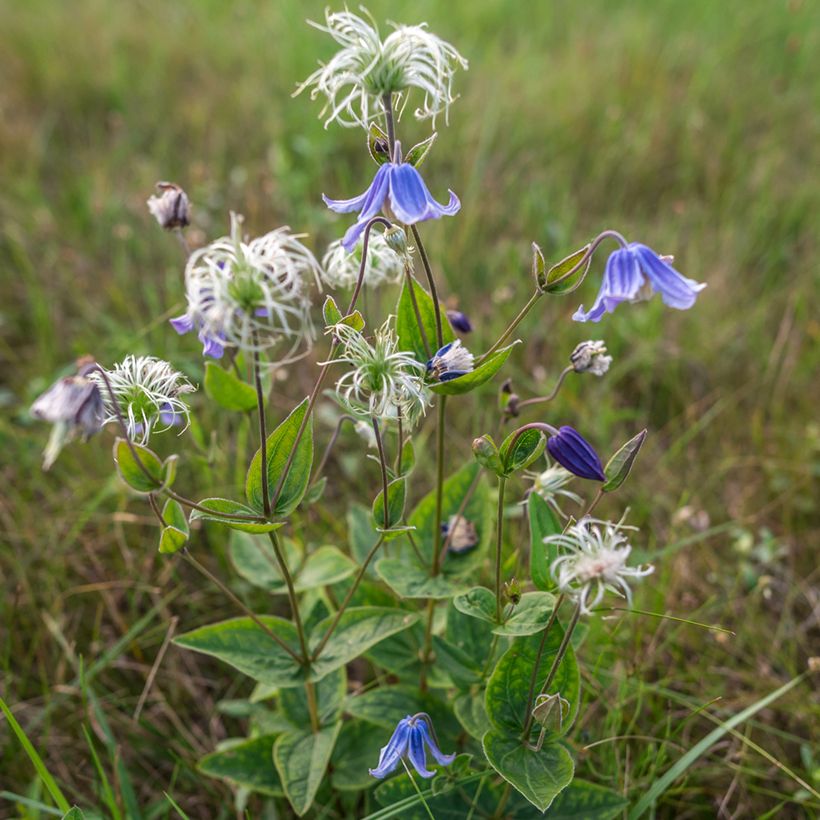 Clematis integrifolia Baby Blue - Stauden-Waldrebe (Plant habit)