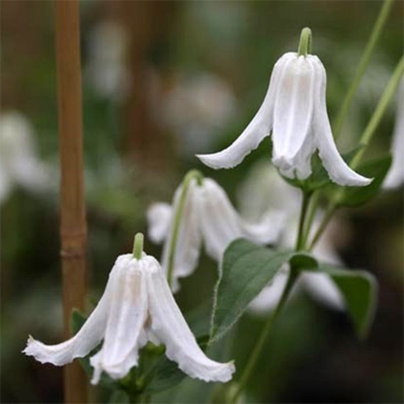 Clematis integrifolia Baby White - Stauden-Waldrebe (Flowering)