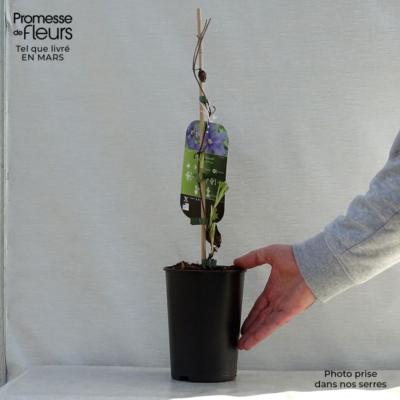 Exemplar von Clematis integrifolia Durandii - Stauden-Waldrebe Topf mit 2L/3L wie im Frühjahr geliefert