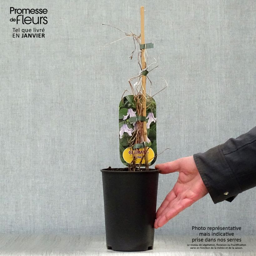 Exemplar von Clematis integrifolia Twinkle - Stauden-Waldrebe Topf mit 2L/3L wie im Winter geliefert