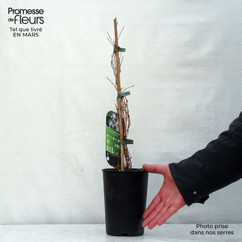 Exemplar von Clematis integrifolia Twinkle - Stauden-Waldrebe Topf mit 2L/3L wie im Frühjahr geliefert