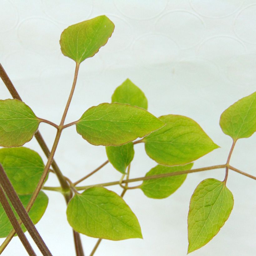Clematis jackmanii - Waldrebe (Foliage)
