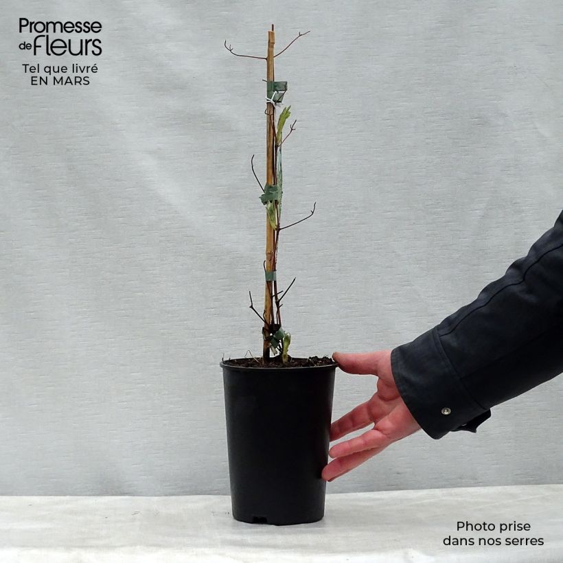 Exemplar von Clematis jackmanii Alba - Waldrebe Topf mit 2L/3L wie im Frühjahr geliefert