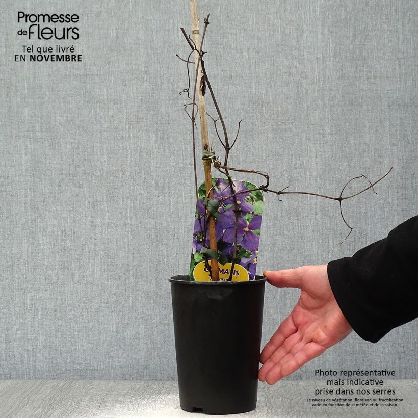 Example of Clematis jackmanii - Waldrebe Topf mit 2L/3L as you get in automne