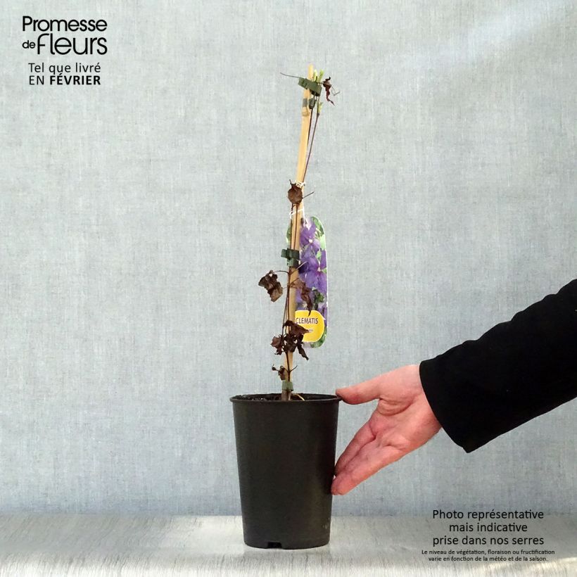 Exemplar von Clematis jackmanii - Waldrebe Topf mit 2L/3L wie im Winter geliefert