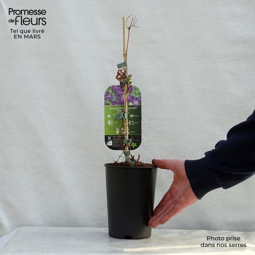Exemplar von Clematis jackmanii Purpurea - Waldrebe Topf mit 2L/3L wie im Frühjahr geliefert