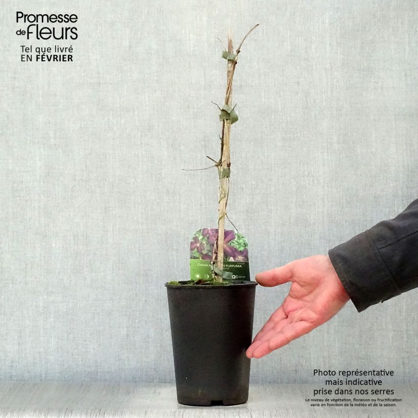 Exemplar von Clematis jackmanii Purpurea - Waldrebe Topf mit 2L/3L wie im Winter geliefert