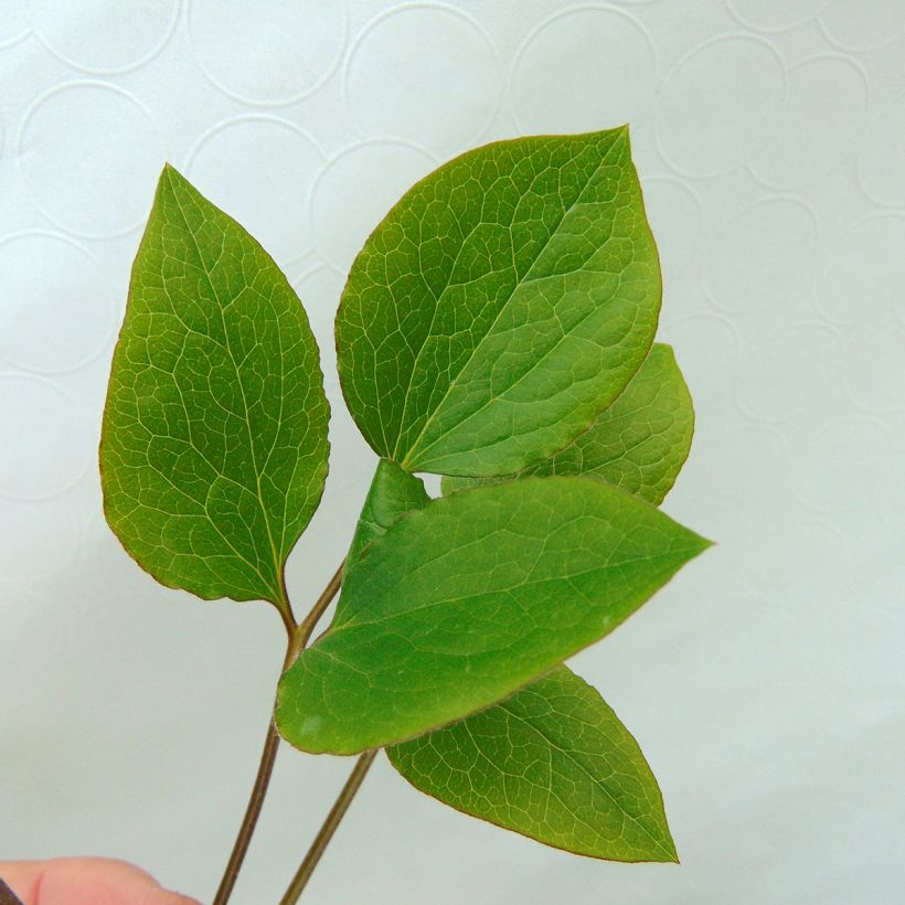 Clematis jackmanii Superba - Waldrebe (Foliage)