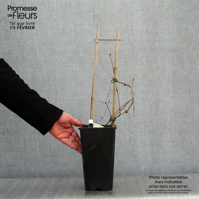 Exemplar von Clematis jackmanii Superba - Waldrebe Topf mit 2L/3L wie im Winter geliefert