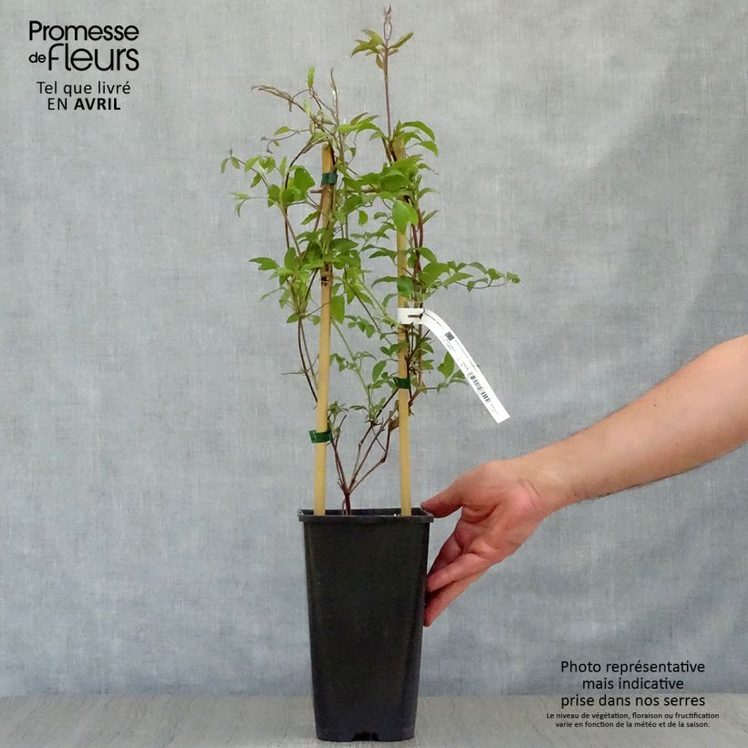 Exemplar von Clematis jackmanii Superba - Waldrebe Topf mit 2L/3L wie im Frühjahr geliefert