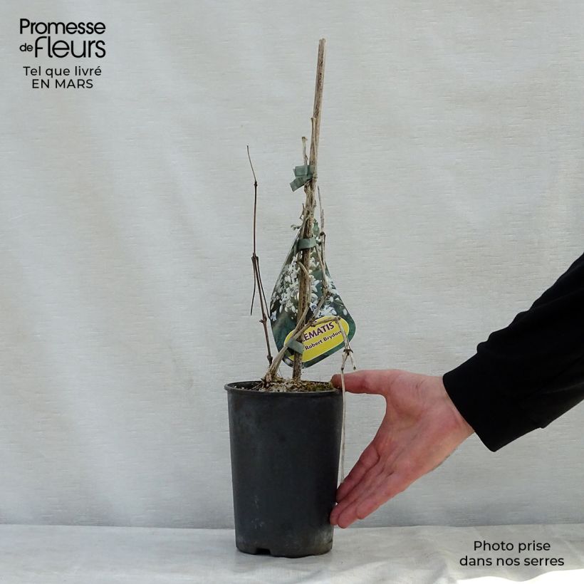 Exemplar von Clematis jouiniana Robert Brydon - Waldrebe Topf mit 2L/3L wie im Frühjahr geliefert