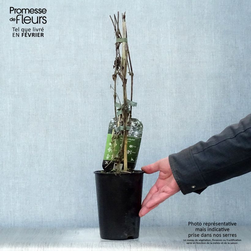 Exemplar von Clematis jouiniana Robert Brydon - Waldrebe Topf mit 2L/3L wie im Winter geliefert