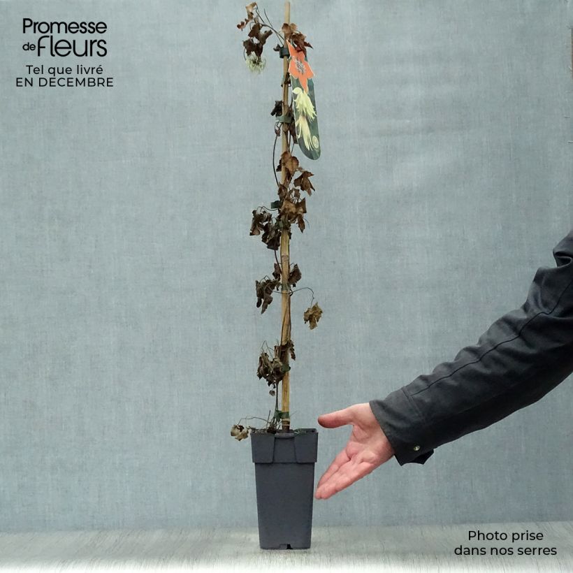 Exemplar von Clematis koreana Amber - Waldrebe Topf mit 2L/3L wie im Winter geliefert