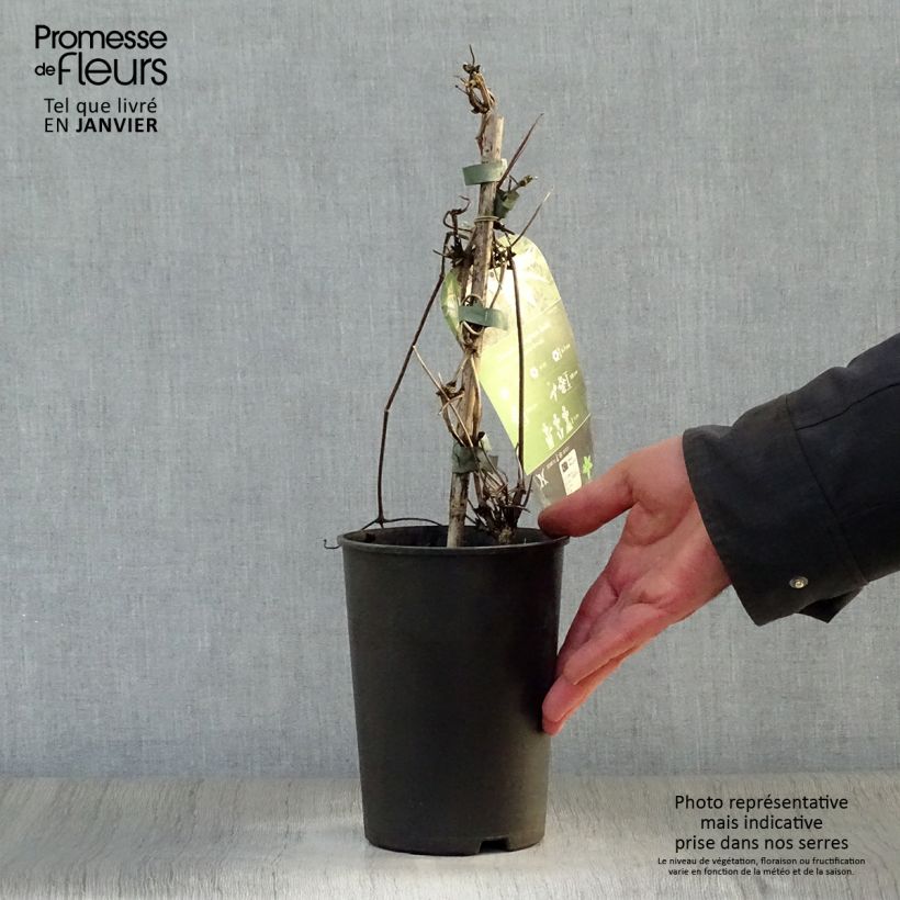 Exemplar von Clematis macropetala Broughton Bride - Waldrebe Topf mit 2L/3L wie im Winter geliefert