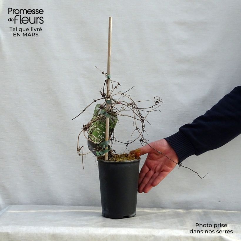 Exemplar von Clematis macropetala Broughton Bride - Waldrebe Topf mit 2L/3L wie im Frühjahr geliefert