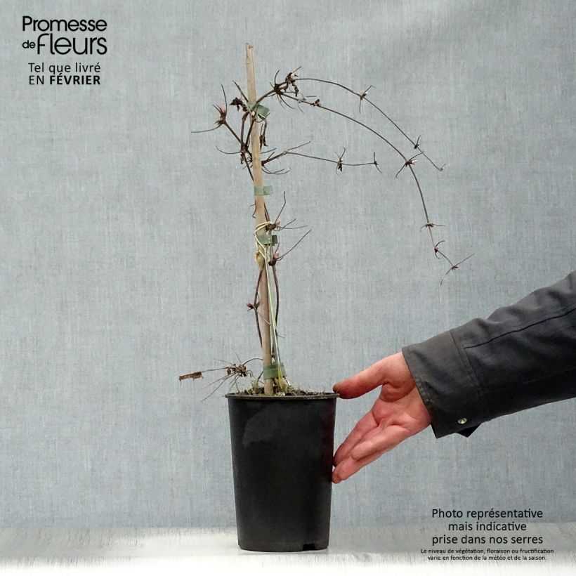 Exemplar von Waldrebe macropetala Markham's Pink - Clematis Topf mit 2L/3L wie im Winter geliefert