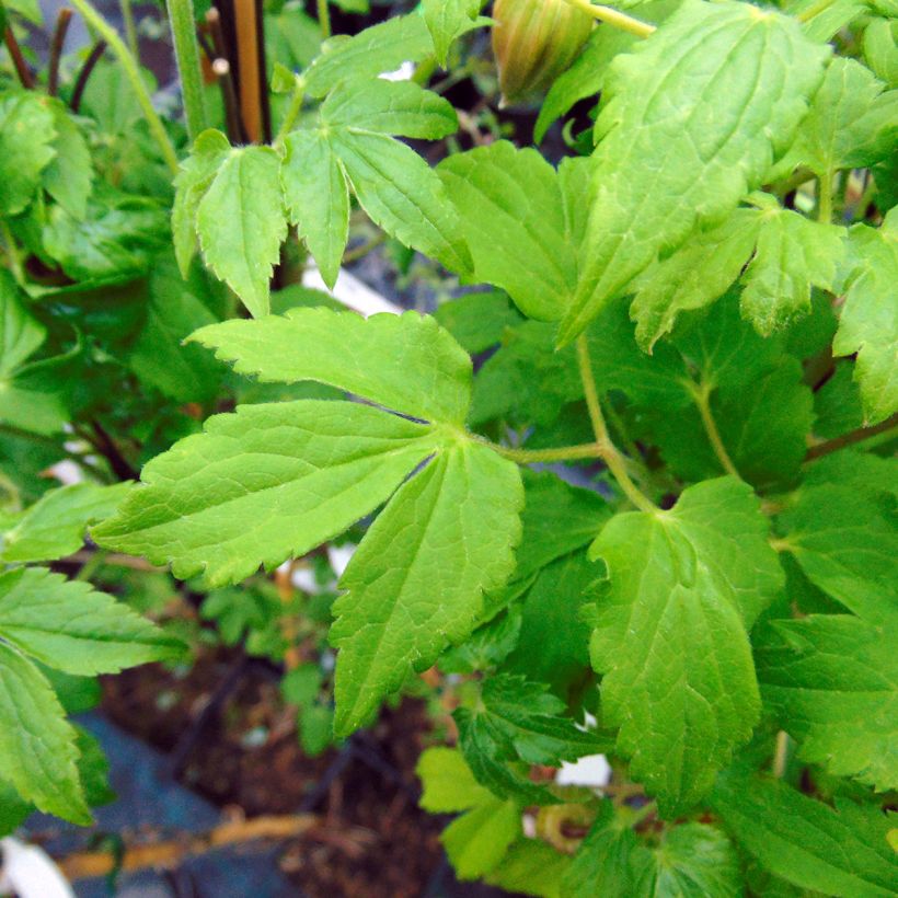 Clematis macropetala Purple Dream - Waldrebe (Foliage)