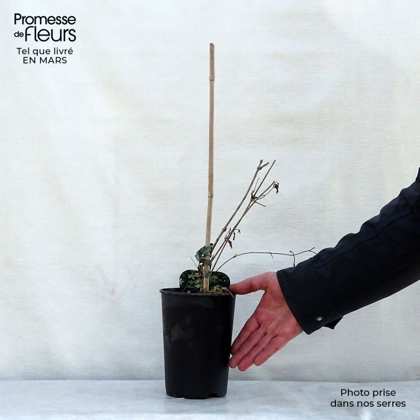 Exemplar von Clematis flammula mandshurica - Waldrebe Topf mit 2L/3L wie im Frühjahr geliefert