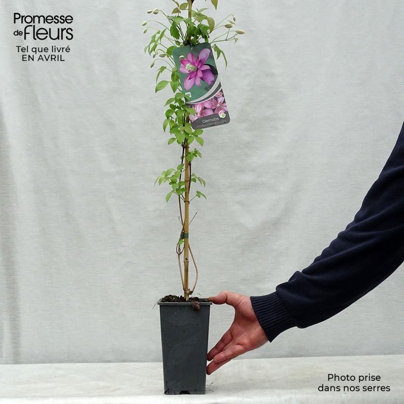 Exemplar von Clematis montana Broughton star - Berg-Waldrebe Topf mit 2L/3L wie im Frühjahr geliefert