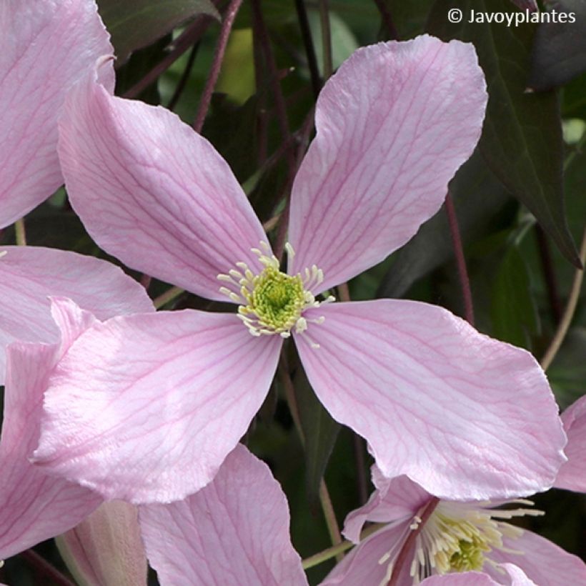 Clematis montana Elizabeth - Berg-Waldrebe (Flowering)