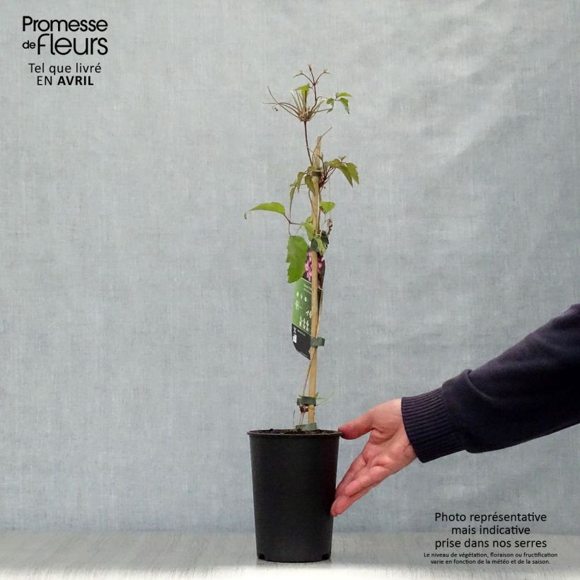 Exemplar von Clematis montana Freda - Berg-Waldrebe Topf mit 2L/3L wie im Frühjahr geliefert