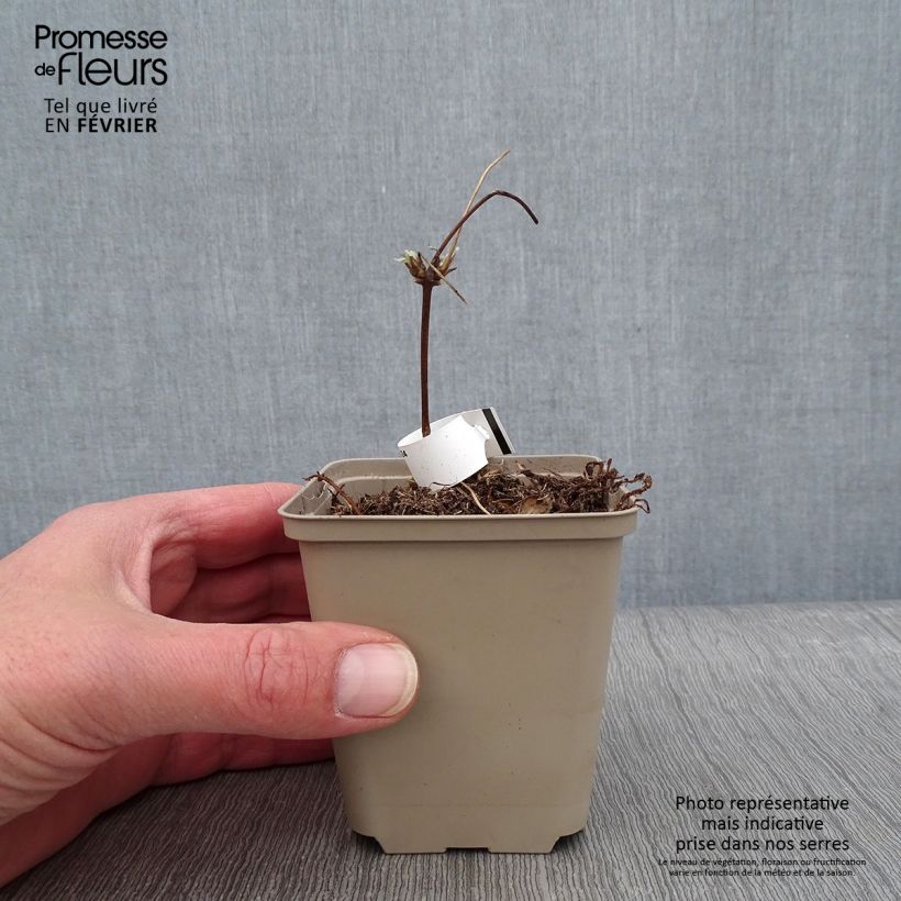 Exemplar von Clematis montana Grandiflora - Berg-Waldrebe Kleine Töpfe von 8/9 cm wie im Winter geliefert