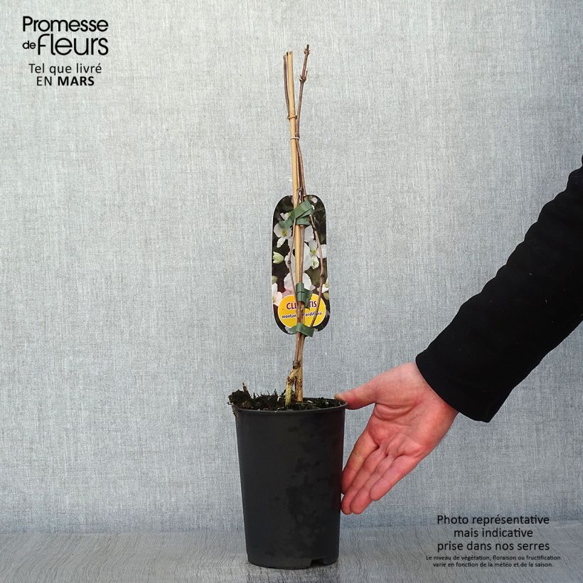 Exemplar von Clematis montana Grandiflora - Berg-Waldrebe Topf mit 1,5L/2L wie im Winter geliefert