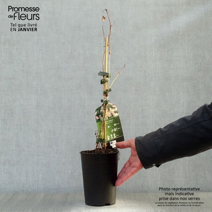 Exemplar von Clematis montana Marjorie - Berg-Waldrebe Topf mit 2L/3L wie im Winter geliefert