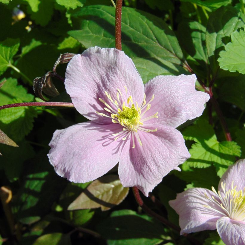 Clematis montana Mayleen - Berg-Waldrebe (Flowering)