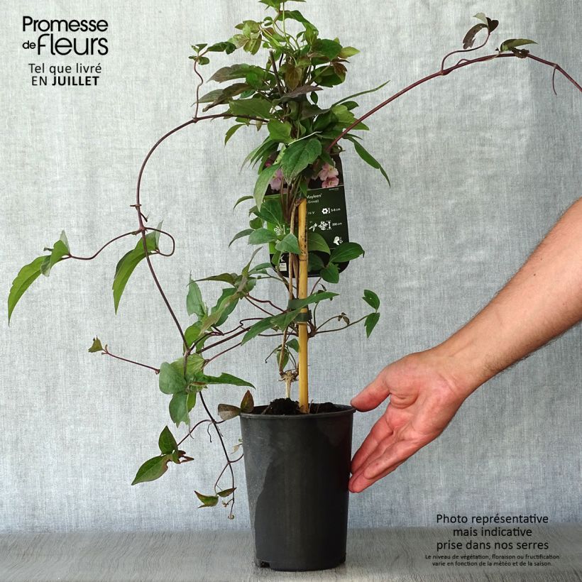 Exemplar von Clematis montana Mayleen - Berg-Waldrebe Topf mit 2L/3L wie im Sommer geliefert