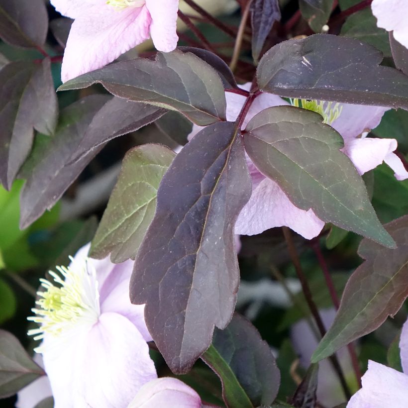 Clematis montana Mayleen - Berg-Waldrebe (Laub)