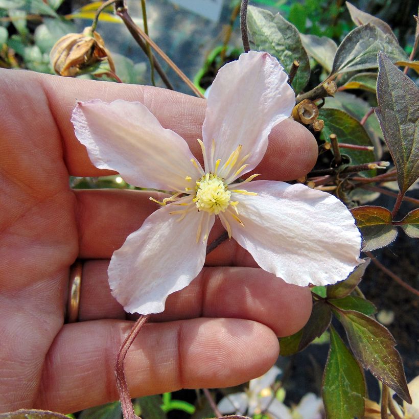 Clematis montana Rosebud - Berg-Waldrebe (Flowering)