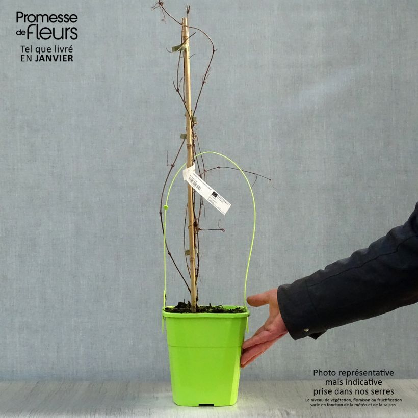 Exemplar von Clematis montana Rosebud - Berg-Waldrebe Topf mit 3L/4L wie im Winter geliefert