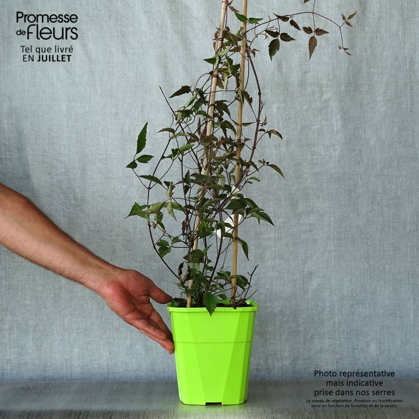 Example of Clematis montana Rosebud - Berg-Waldrebe Topf mit 3L/4L as you get in ete