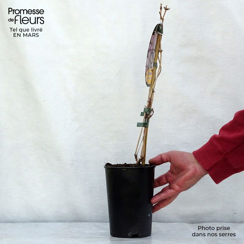 Exemplar von Clematis montana Rubens - Berg-Waldrebe Topf mit 1,5L/2L wie im Winter geliefert