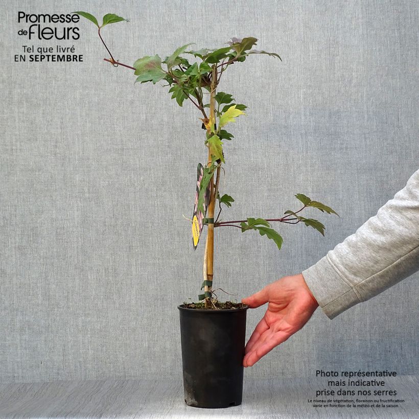 Example of Waldrebe Sanssouci - Clematis Topf mit 2L/3L as you get in automne