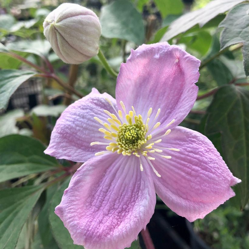 Waldrebe Sanssouci - Clematis (Flowering)