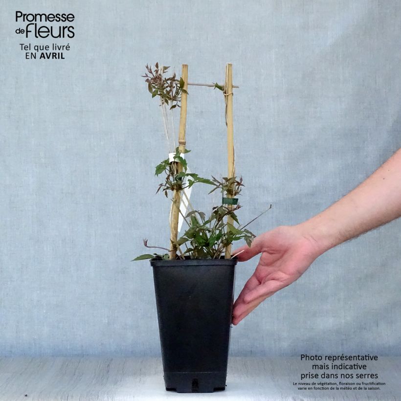 Exemplar von Clematis montana Spooneri - Berg-Waldrebe Topf mit 2L/3L wie im Frühjahr geliefert