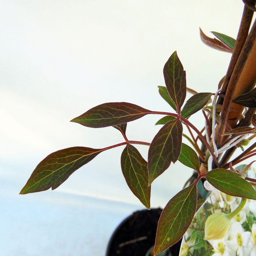 Clematis montana Spring Joy - Berg-Waldrebe (Foliage)