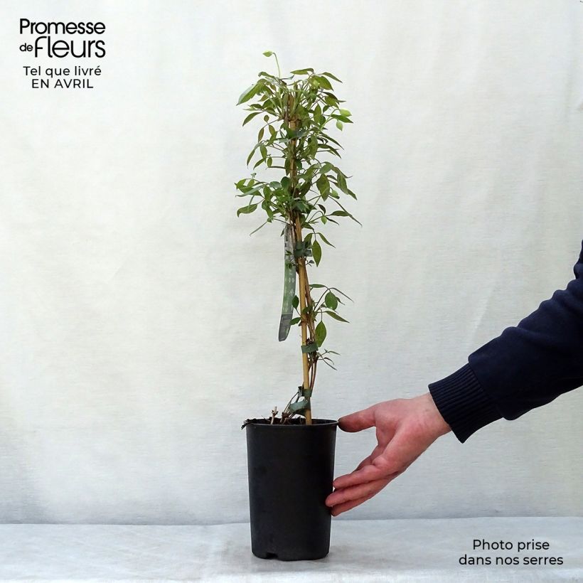 Exemplar von Clematis montana Spring Joy - Berg-Waldrebe Topf mit 2L/3L wie im Frühjahr geliefert