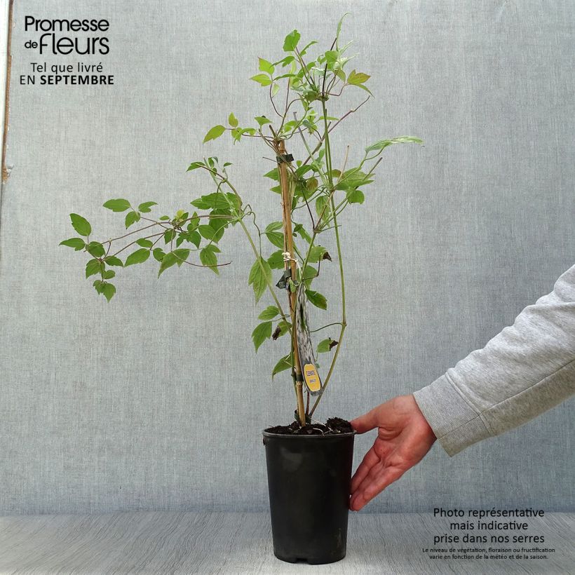 Example of Clematis montana Spring Joy - Berg-Waldrebe Topf mit 2L/3L as you get in automne