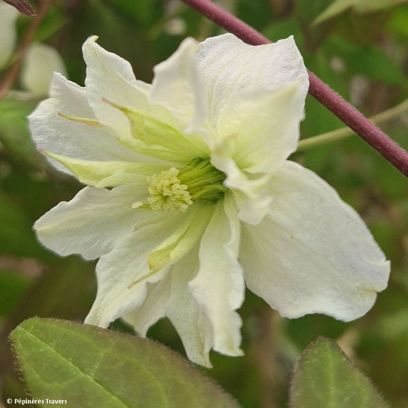 Clematis montana Starlet White Perfume - Berg-Waldrebe (Flowering)