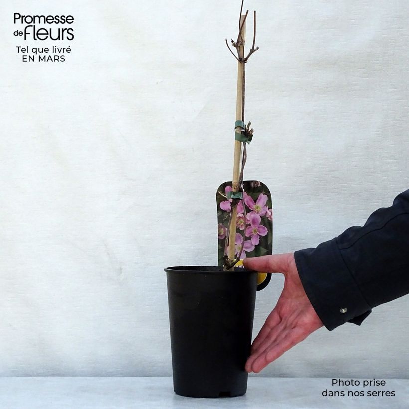 Exemplar von Clematis montana Tetrarose - Berg-Waldrebe Topf mit 2L/3L wie im Frühjahr geliefert