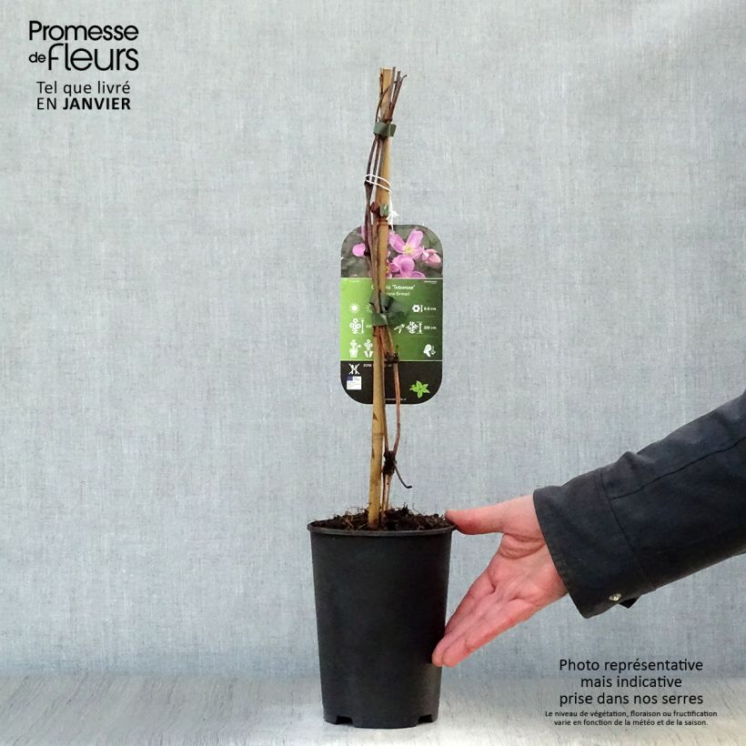 Exemplar von Clematis montana Tetrarose - Berg-Waldrebe Topf mit 2L/3L wie im Winter geliefert